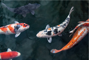 koi-e1687366124295